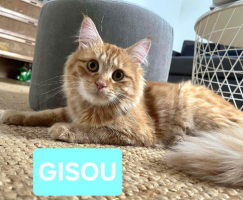 Adopter  chat : Gisou
