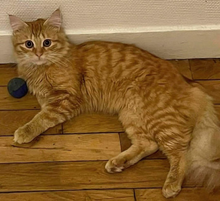 Adopter Gisou