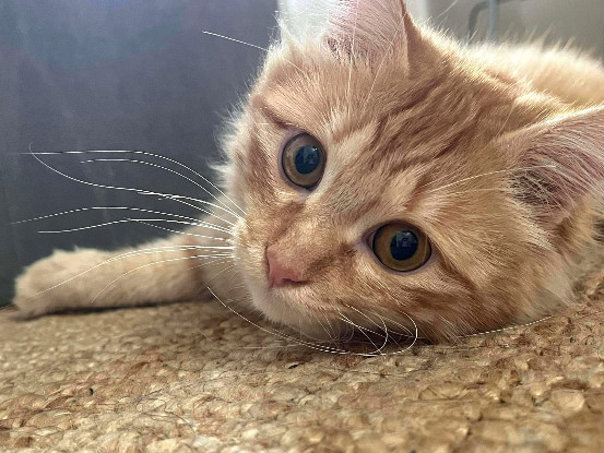 Adoption Gisou