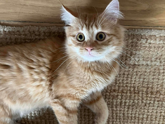 Adoption Gisou