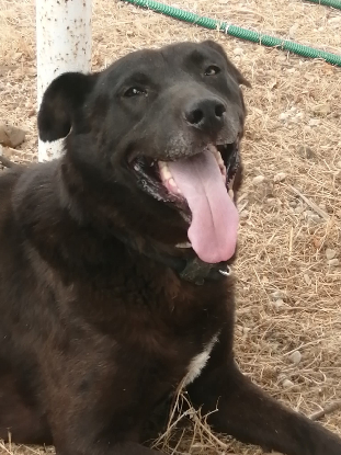 Adopter Mora