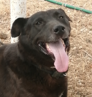 Adopter Mora