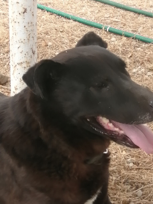 Adopter Mora