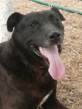 Adoption Mora