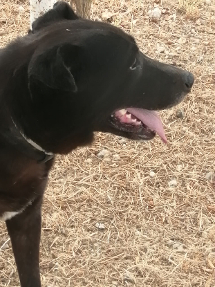 Adoption Mora