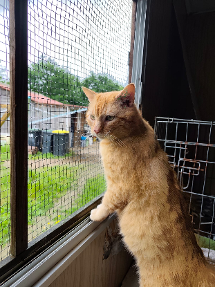Adopter Brutus