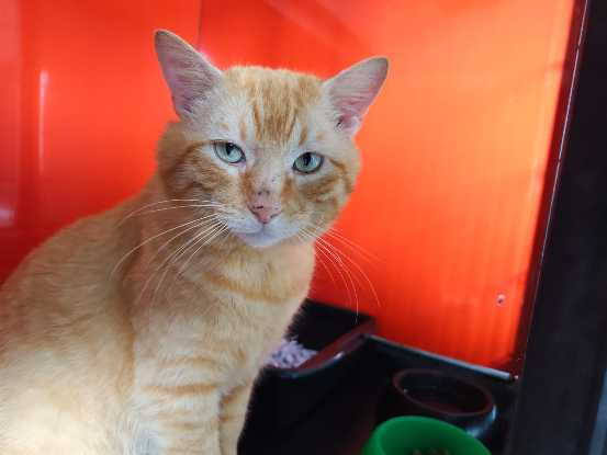 Adopter Brutus