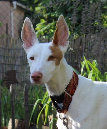 Adopter Rayo