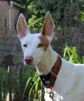 Adopter  chien : Rayo