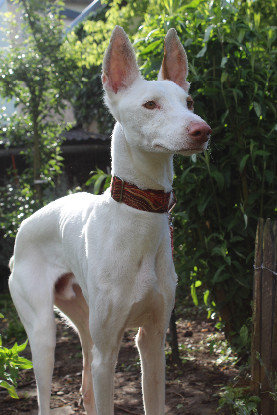 Adopter Rayo