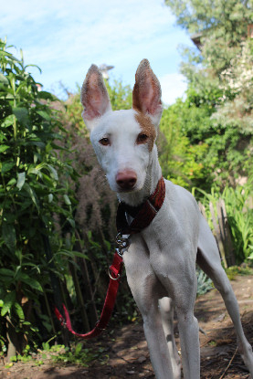Adopter Rayo