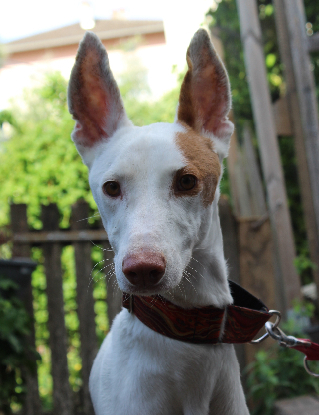 Adoption Rayo