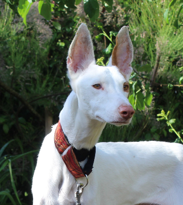 Adoption Rayo