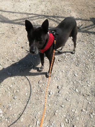 Adopter Kalos