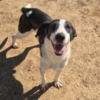 Adopter  chien : Sirio