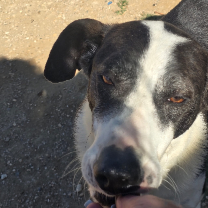 Adopter Sirio