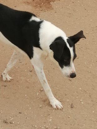Adopter Sirio