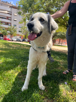 Adopter Dune