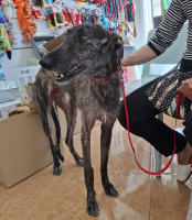 Adopter  chien : Flash