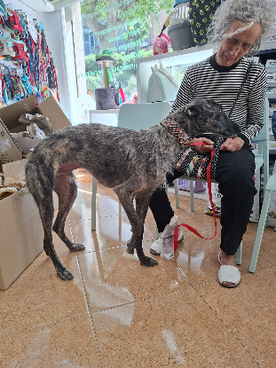Adoption Flash