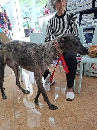 Adoption Flash