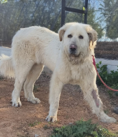 Adopter  chien : Blanca