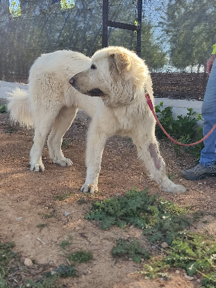 Adopter Blanca