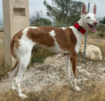 Adopter  chien : Reina