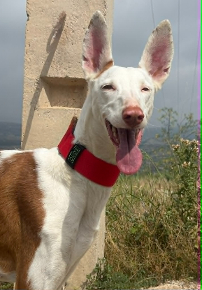 Adopter Reina