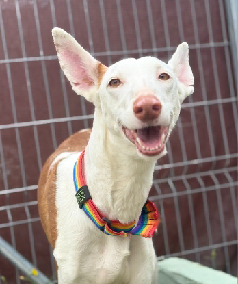 Adopter Reina