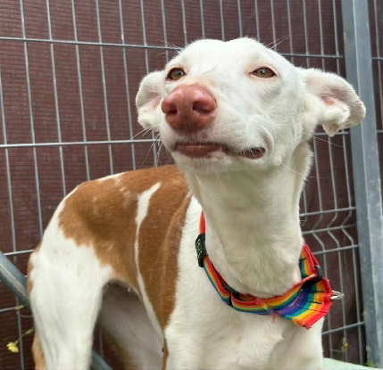 Adoption Reina