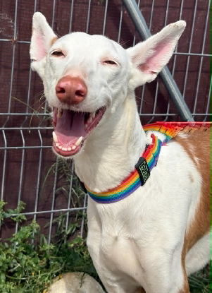 Adoption Reina
