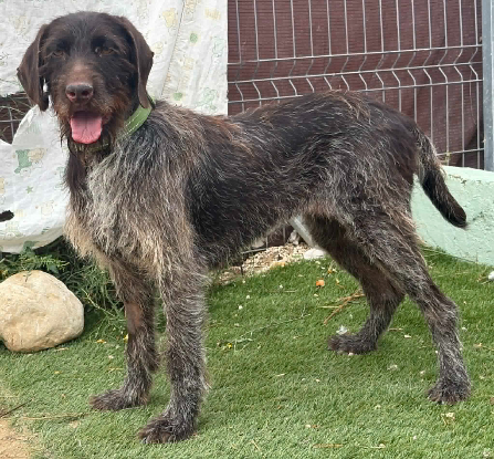 Adopter Marisol