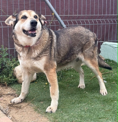 Adopter Petunia