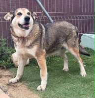 Adopter  chien : Petunia