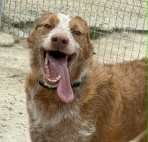 Adopter  chien : Alfonso