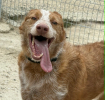 Alfonso