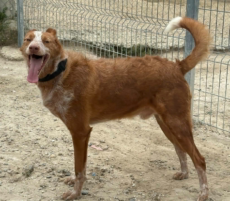 Adopter Alfonso