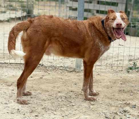 Adopter Alfonso