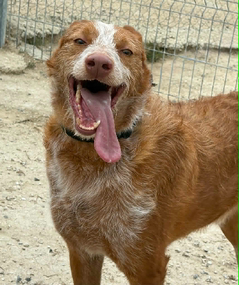 Adoption Alfonso