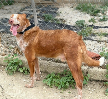 Adoption Alfonso