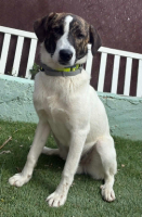 Adopter  chien : Faraon