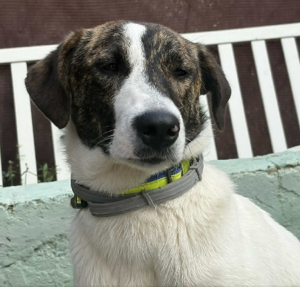 Adopter Faraon