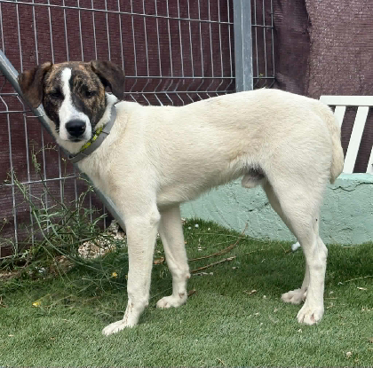 Adoption Faraon