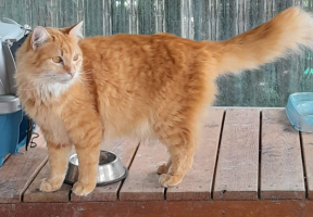 Adopter  chat : Aslan