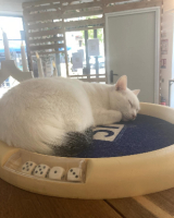 Adopter  chat : Soft