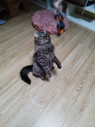 Adopter Asven & lyra