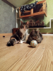 Asven & lyra