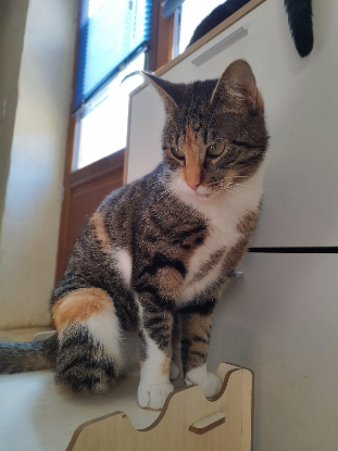 Adopter Asven & lyra