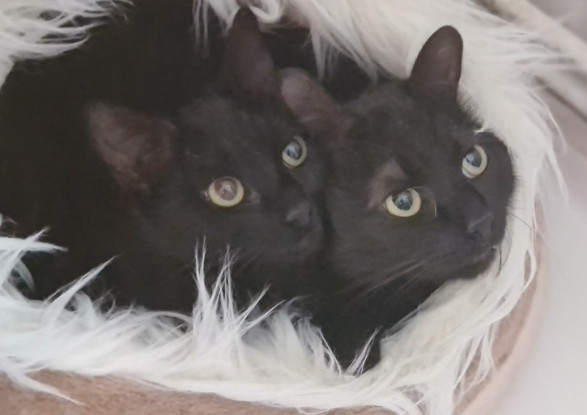 Adopter Ebene & moonie